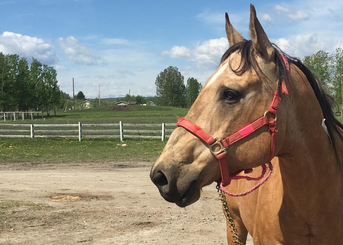 Ollie was a model patient for fourth-year veterinary students to work with — calm and friendly. 