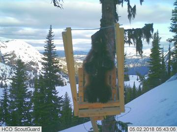 A female wolverine in BC's Wells Gray Provincial Park.