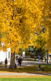 UCalgary campus in the early fall