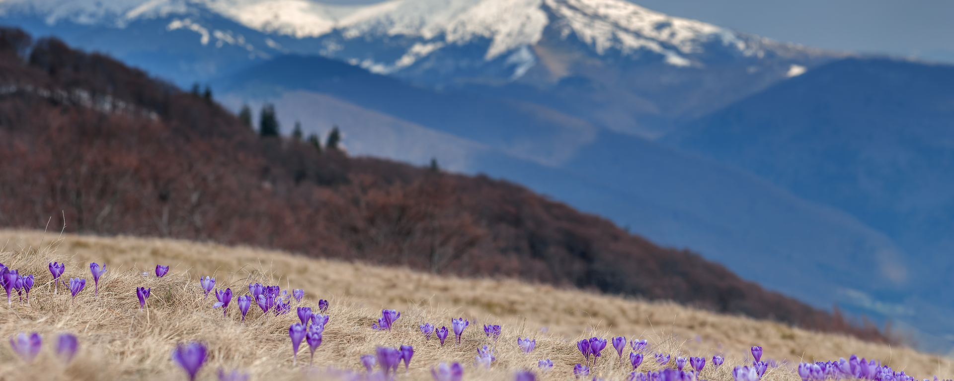mountain crocuses emerging in the spring