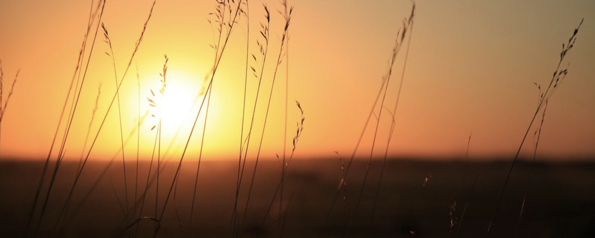 Prairie grass at sunset 