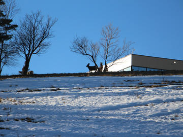 Deer at our Lethbridge campus, at U of L